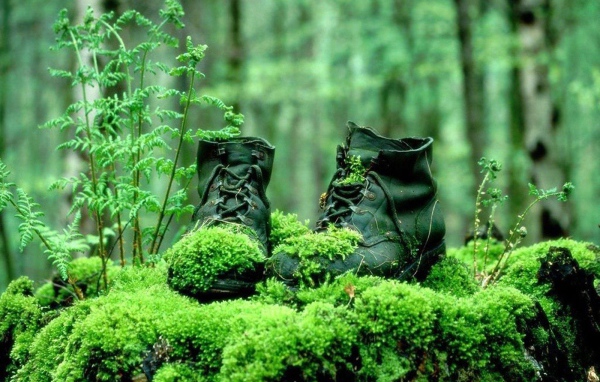 Поросшие мхом ботинки в лесу