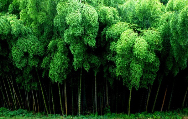 Густой бамбуковый лес