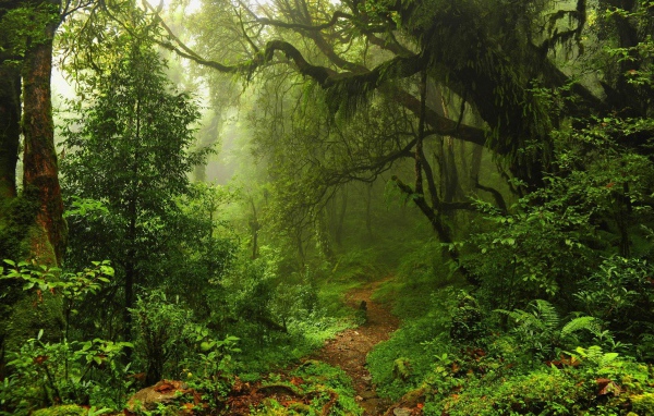 Чаща леса в мхах