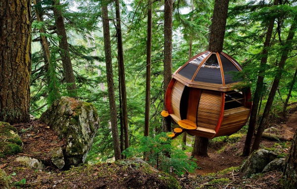 Домик на дереве в лесу