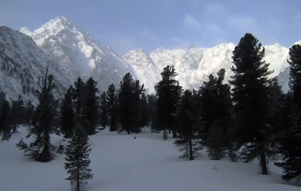 Черные деревья на фоне белых гор