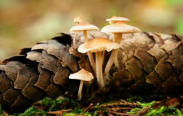 Грибы прорастают сквозь шишку