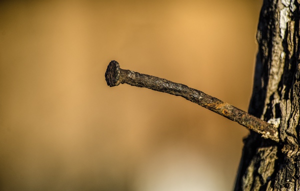 Ржавый гвоздь в коре дерева