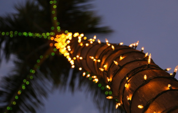 Гирлянды на стволе пальмы