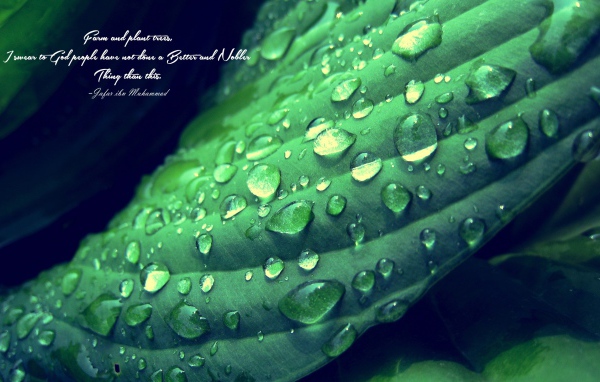 Надпись на фоне мокрого зеленого листика