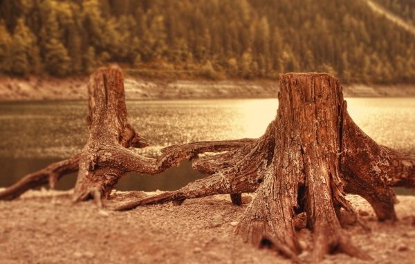 Два пенька у воды