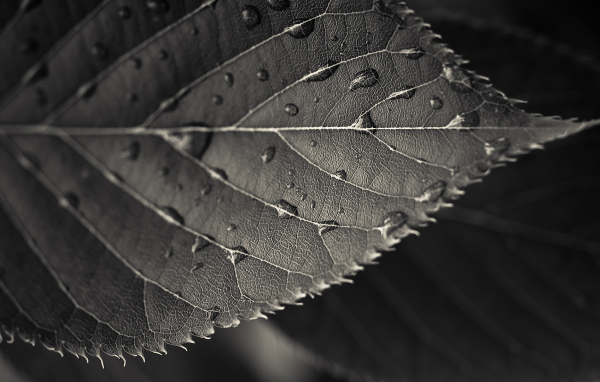 Мокрый черный лист