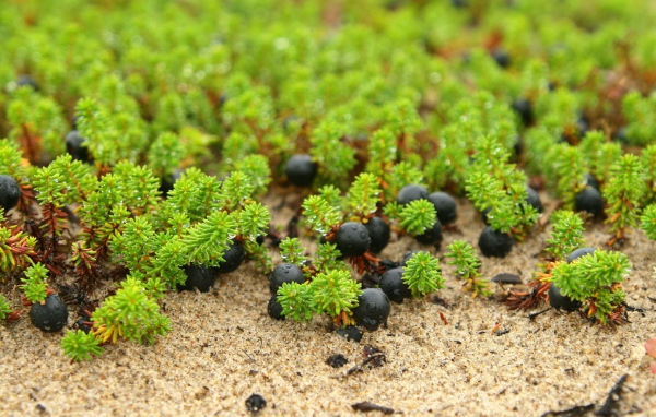 Ягоды и ростки на песке