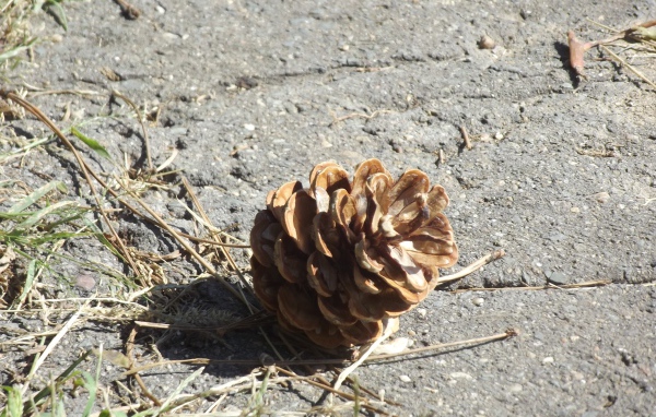 Шишка на земле