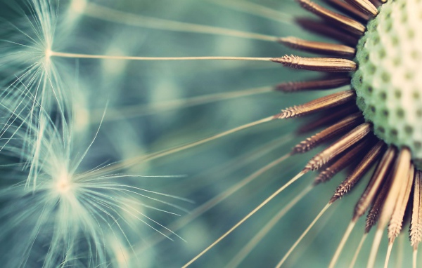 Семена одуванчика крупным планом