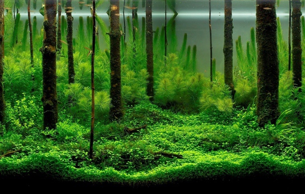 Разные водоросли в домашнем аквариуме