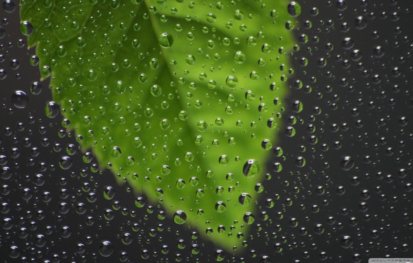 Капли воды перед зеленым листиком