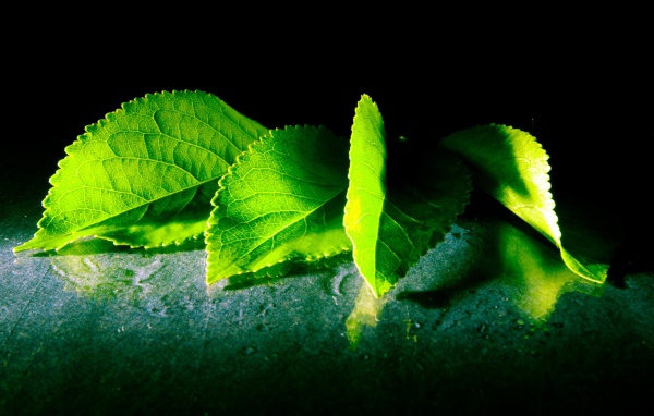 Четыре зеленых листа с дерева