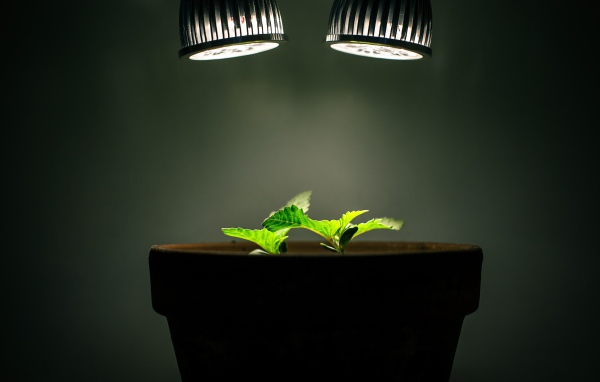 Ростки под искусственным освещением