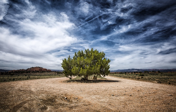 Зеленое дерево посреди дороги