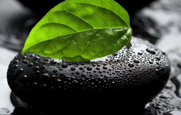 Лист на мокром черном камне