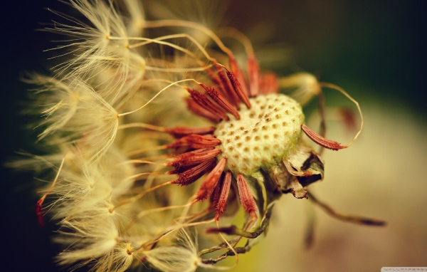 Облетевший зрелый одуванчик