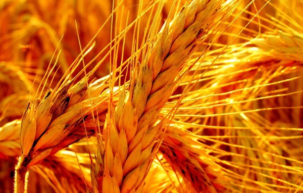 Макро фото оранжевой зрелой пшеницы