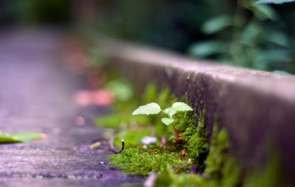 Мох у обочины дороги