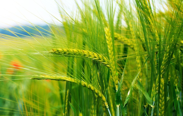 Нежно зеленые колоски пшеницы
