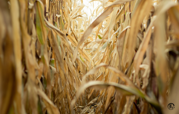 Проход в зарослях сухой кукурузы