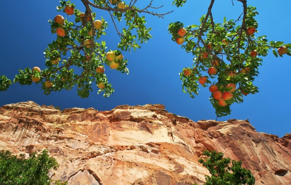 Персики на ветвях на фоне скалы