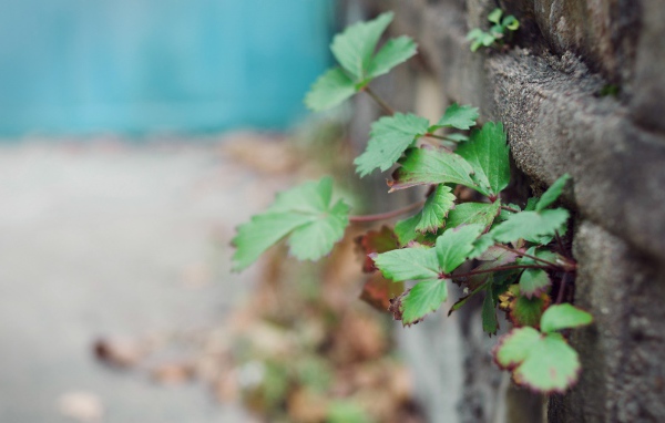 Растения пробиваются сквозь забор
