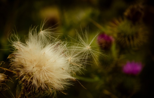 Пух дикого растения