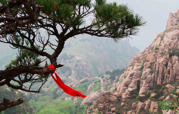 Красная лента на хвойном дереве