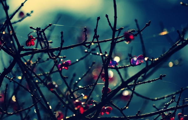 Красные цветы на голых ветках