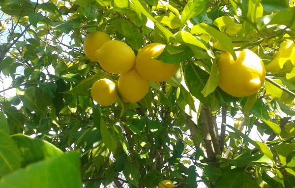 Спелые лимоны на ветках