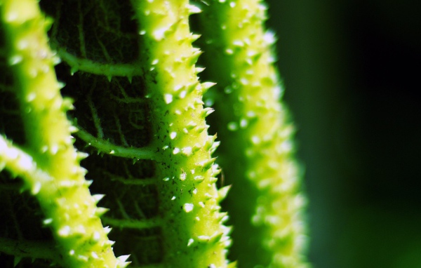 Колючки на зеленых стеблях растения