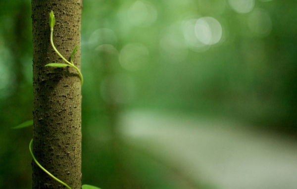 Росток обвивает ствол дерева