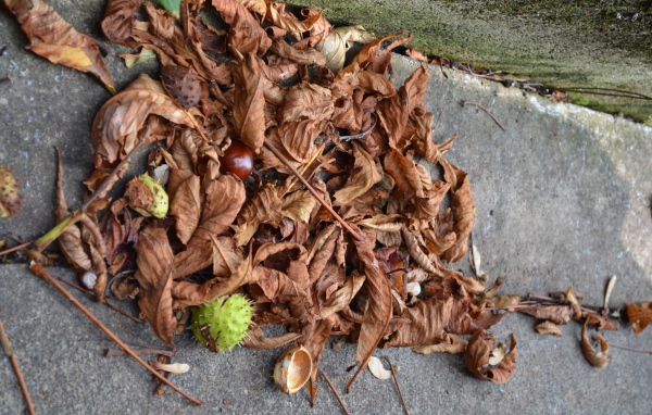Плоды каштана на земле