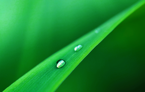 Капли стекают одна за одной по травинке