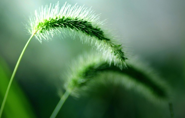 Два колоска дикого растения