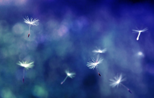 Зонтики с семенами разносятся ветром