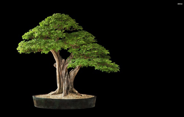 Белое дерево бонсай