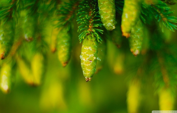 Молодые шишки на хвойном дереве