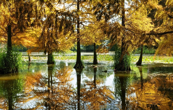 Разлившаяся река подтопила деревья