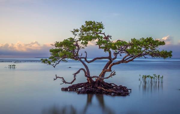 Дерево образует остров из корней