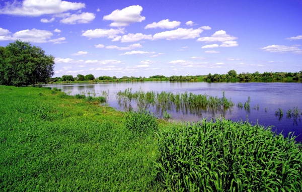 Заливной луг на берегу реки