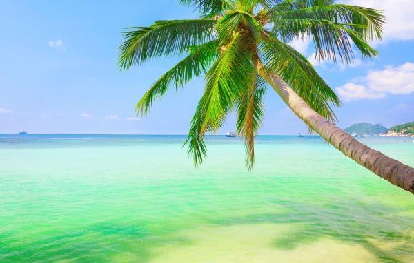 Пальма у зеленой воды на мелководье