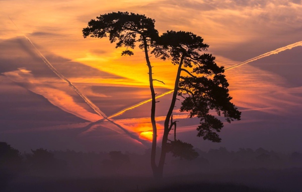 Дерево на фоне заката и следов самолета в небе