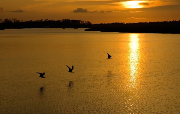 Птицы на озере во время заката