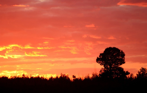 Силуэт дерева на красном фоне заката