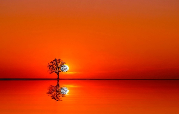 Дерево на закате между водой и небом
