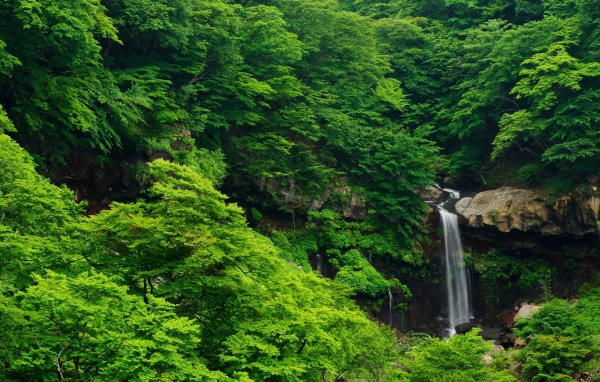 Густые зеленые заросли и водопад на камнях