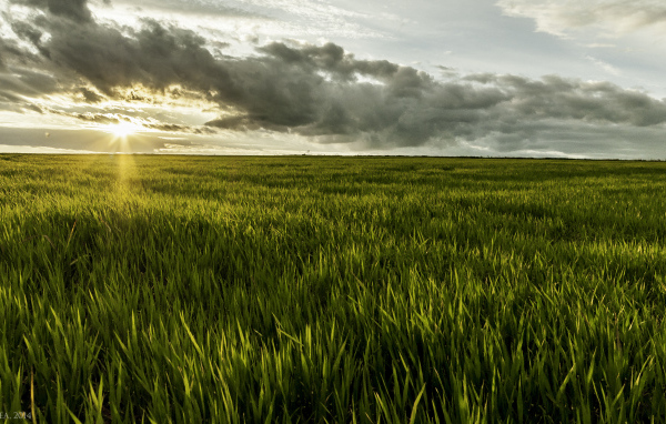 Фермерское поле в Румынии