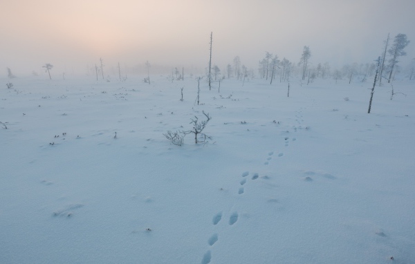Покрытое снегом поле в Финляндии